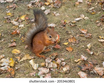 Fox Squirrel Eating Nuts In Autumn
