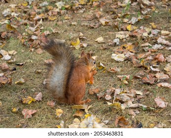 Fox Squirrel Eating Nuts In Autumn
