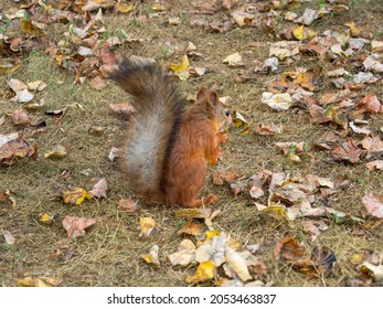 Fox Squirrel Eating Nuts In Autumn
