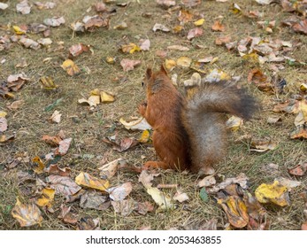 Fox Squirrel Eating Nuts In Autumn
