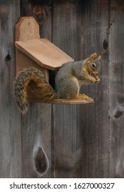 Squirrel Feeder Images Stock Photos Vectors Shutterstock