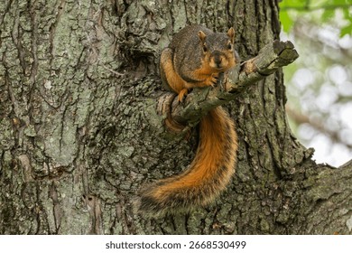 Fox squirrel perched in a tree.