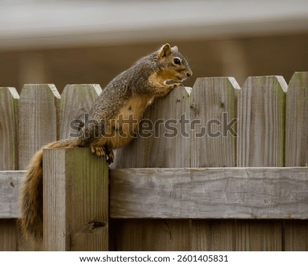  fox squirrel (Sciurus niger) eastern fox squirrel, Bryant's fox squirrel. 