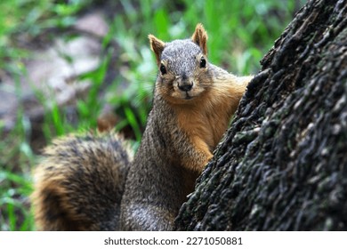 Fox squirrel (Sciurus niger) also known as the eastern fox squirrel or Bryant's fox squirrel, is the largest species of tree squirrel native to North America