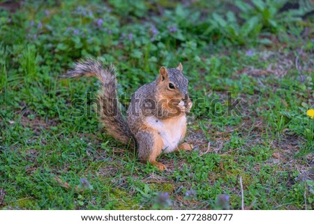 The fox squirrel (Sciurus niger), also known as the eastern fox squirrel or Bryant's fox squirrel.