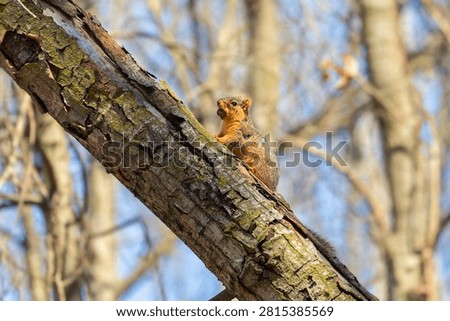 The fox squirrel (Sciurus niger), also known as the eastern fox squirrel or Bryant's fox squirrel. 