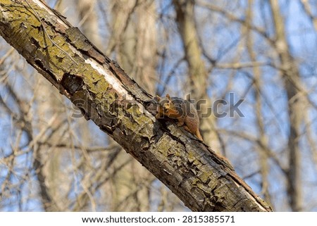 The fox squirrel (Sciurus niger), also known as the eastern fox squirrel or Bryant's fox squirrel. 