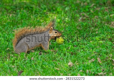Fox squirrel (Sciurus niger) resting with black walnut (Juglans nigra). The fox squirrel, also known as the eastern fox squirrel or Bryant's fox squirrel. 