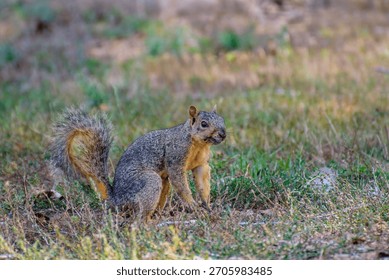 Fox squirrel (Sciurus niger) sits alert in a grassy field on a sunny day, showing its bushy tail and distinctive fur.