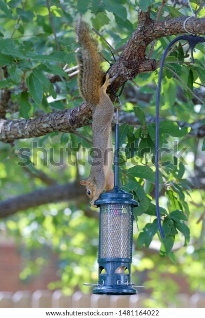 Fox Squirrel Sciurus Niger Trying Get Royalty Free Stock Image