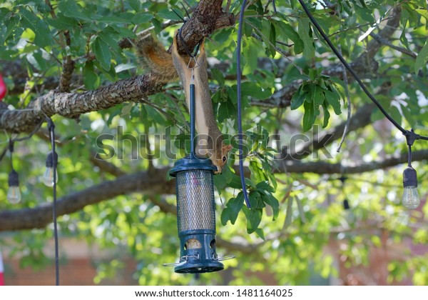 Fox Squirrel Sciurus Niger Trying Get Stock Photo Edit Now