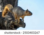 The fox squirrel (Sciurus ni..r), also known as the eastern fox squirrel or Bryant