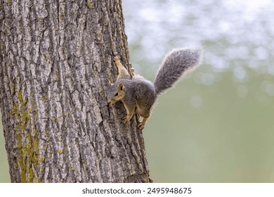 The fox squirrel (Sciurus ni..r), also known as the eastern fox squirrel or Bryant's fox squirrel