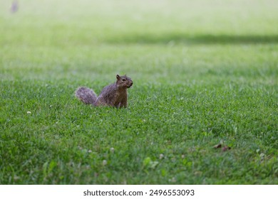 The fox squirrel (Sciurus ni..r), also known as the eastern fox squirrel or Bryant's fox squirrel