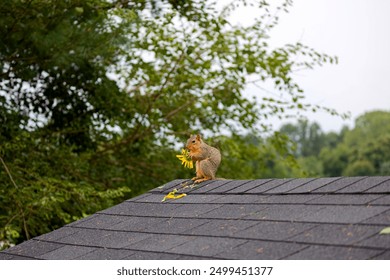 The fox squirrel (Sciurus ni..r), also known as the eastern fox squirrel or Bryant's fox squirrel. a fox squirrel eats a sunflower on the roof - Powered by Shutterstock