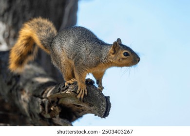 The fox squirrel (Sciurus ni..r), also known as the eastern fox squirrel or Bryant's fox squirrel. 