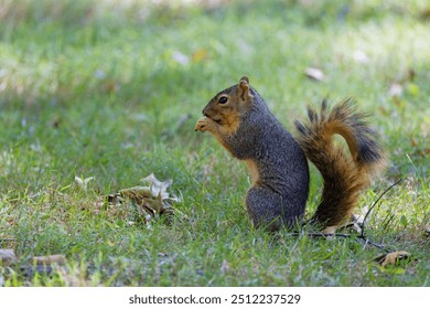 The fox squirrel (Sciurus ni..r), also known as the eastern fox squirrel or Bryant's fox squirrel. 