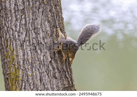The fox squirrel (Sciurus ni..r), also known as the eastern fox squirrel or Bryant's fox squirrel