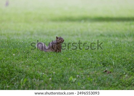 The fox squirrel (Sciurus ni..r), also known as the eastern fox squirrel or Bryant's fox squirrel