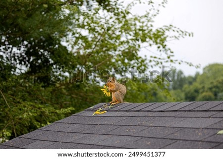 The fox squirrel (Sciurus ni..r), also known as the eastern fox squirrel or Bryant's fox squirrel. a fox squirrel eats a sunflower on the roof