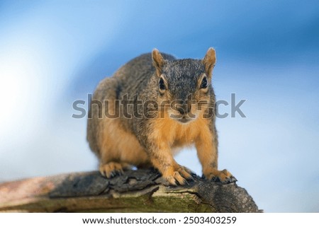 The fox squirrel (Sciurus ni..r), also known as the eastern fox squirrel or Bryant's fox squirrel. 