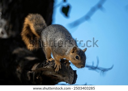 The fox squirrel (Sciurus ni..r), also known as the eastern fox squirrel or Bryant's fox squirrel. 
