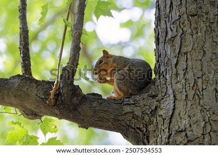 The fox squirrel (Sciurus ni..r), also known as the eastern fox squirrel or Bryant's fox squirrel. 