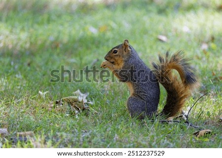 The fox squirrel (Sciurus ni..r), also known as the eastern fox squirrel or Bryant's fox squirrel. 