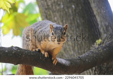 Fox squirrel watches from a maple tree branch