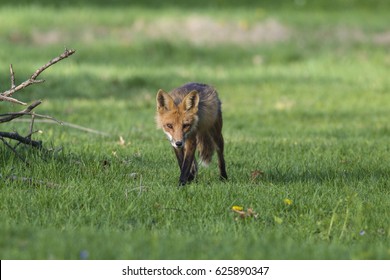 Fox Stalking