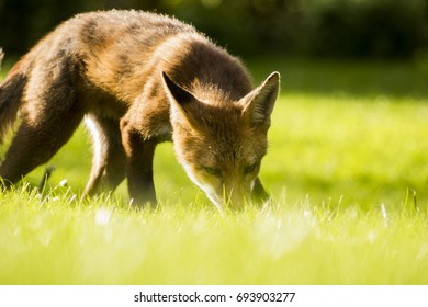 Fox Stalking