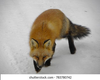 Fox Stalking In Snow