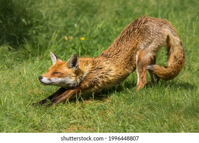 A Fox Striking The Perfect Downward Dog Yoga Pose Against A Backdrop Of Grass After Waking From A Nap In The Spring Sunshine