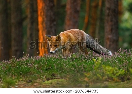 Fox at sunrise. Red fox, Vulpes vulpes, hunting in green pine forest. Hungry fox sniffs about food in moor. Beautiful orange fur coat animal in natural habitat. Wildlife, summer nature. Clever beast.