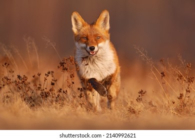 Fox sunset, orange evening light. Orange fur coat animal in the nature habitat. Fox on the green forest meadow. Red Fox hunting, Vulpes vulpes, wildlife scene from Europe. Evening sunset. - Shutterstock ID 2140992621