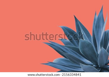 Fox Tail Agave Plant in Blue Tone Color Isolated on Bright Pink Background