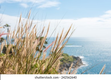 Fox Tail Grass At Coast