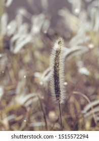 Fox Tail Grass Dramatic Color Golden Hour Sunset. 