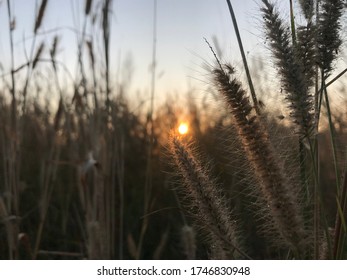 Fox Tail Grass In The Morning The Sun Rises.