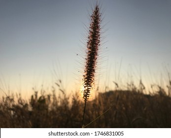 Fox Tail Grass In The Morning The Sun Rises.