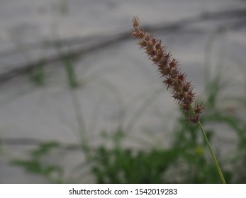 Fox Tail Grass On The Sand Area