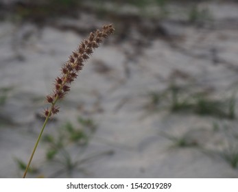 Fox Tail Grass On The Sand Area