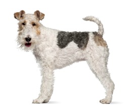 Fox Terrier, 1 Year Old, Standing In Front Of White Background
