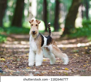 Fox Terrier Puppy High Res Stock Images Shutterstock
