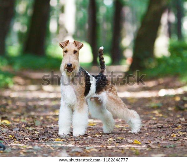 Fox Terrier in autumn\
Park