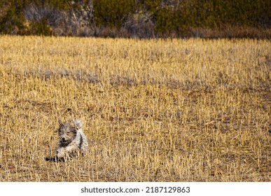 Fox Terrier Breed Dog Puppy Running Through A Straw Field