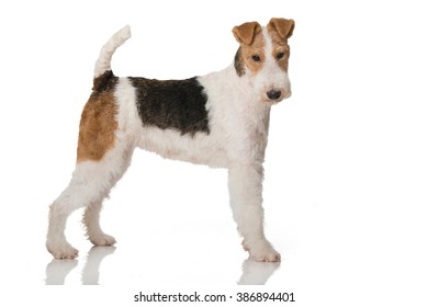 Fox Terrier Dog Stock Photo 386894401 | Shutterstock