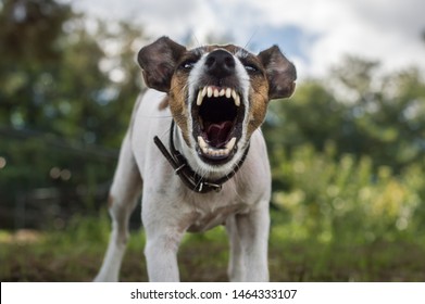 Fox Terrier Dog Is Angry, Aggression