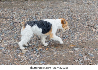 Fox Terrier Dog Walking Alone On A Wet Rural Road. Side View