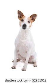 Fox Terrier Isolated On A White Background